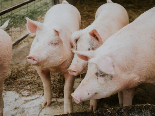 Quais são os benefícios do uso de biofertilizantes naturais no manejo de suínos?