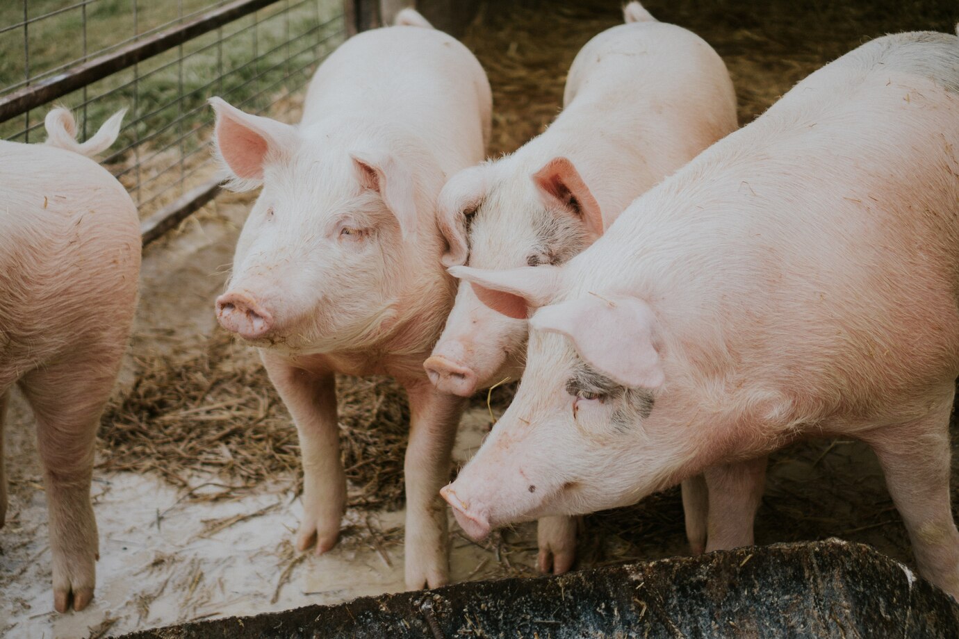 O que é o manejo de suínos e como ele afeta a produtividade da sua fazenda?