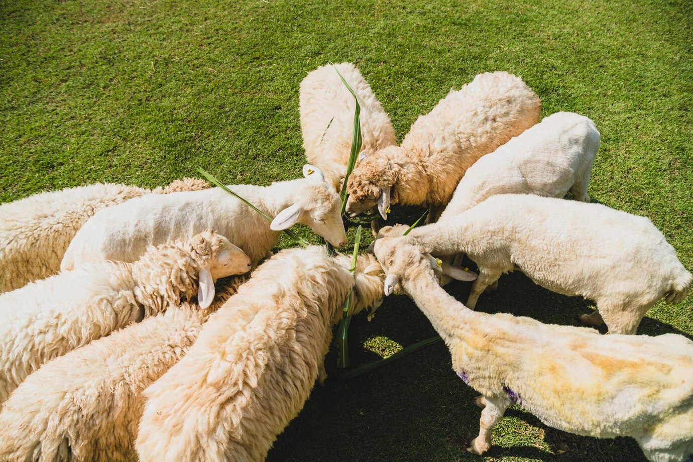 O que é a tosquia de ovinos e caprinos e por que ela é essencial para o bem-estar dos animais?
