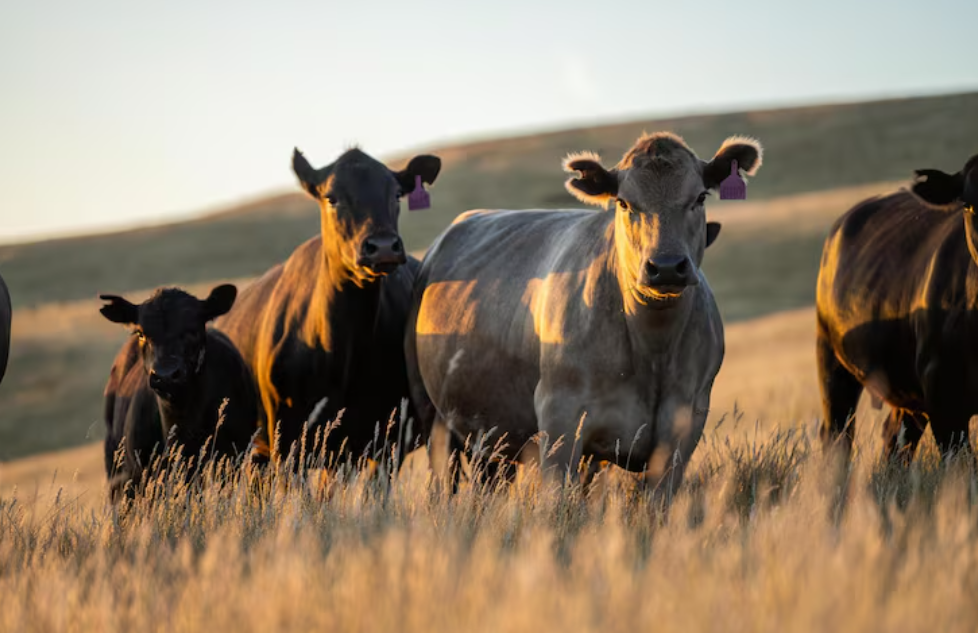 O que é um alicate Burdizzo de boi e como ele pode ser utilizado de forma eficaz?