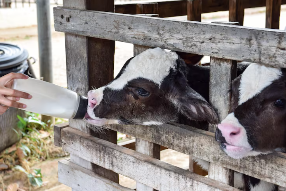Como a utilização de um refratômetro pode melhorar a análise do colostro bovino?
