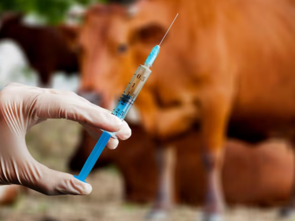 Como escolher a melhor seringa veterinária para a vacinação de bovinos?