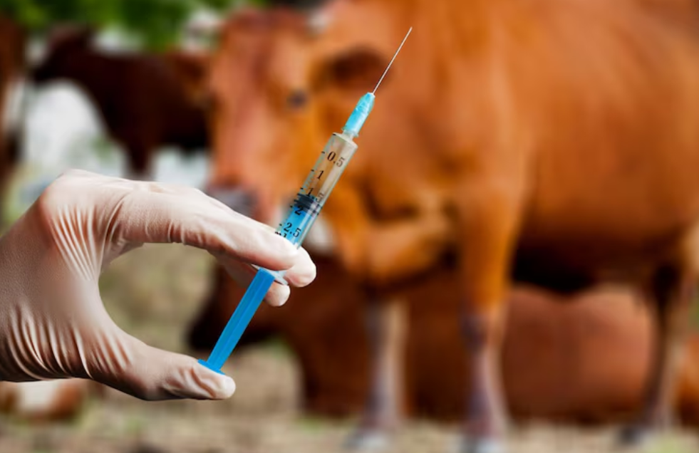 Como escolher a melhor seringa veterinária para a vacinação de bovinos?