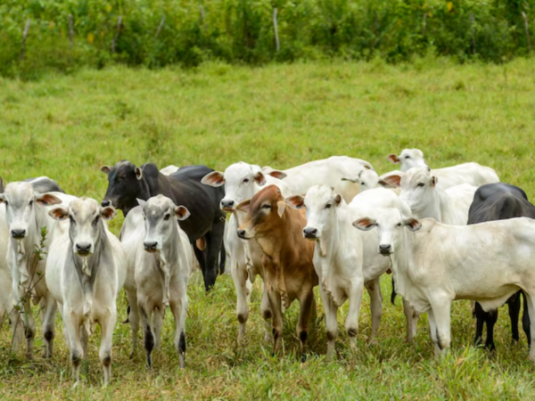 Qual a importância de um protetor de lâmpada para bezerros durante o inverno?
