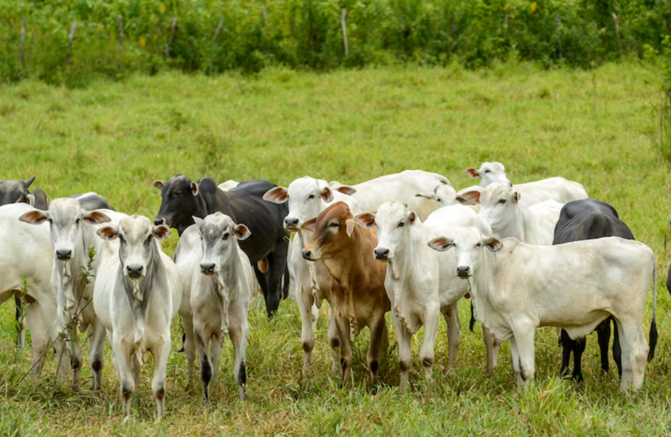 Qual a importância de um protetor de lâmpada para bezerros durante o inverno?