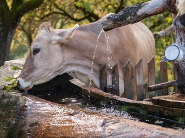 Qual a melhor opção de bebedouro para bovinos em sua fazenda?
