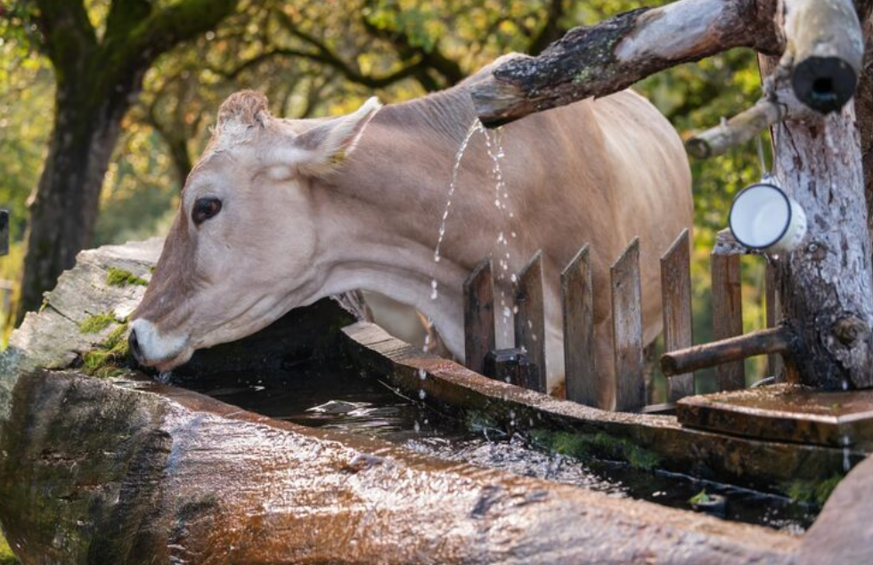 Qual a melhor opção de bebedouro para bovinos em sua fazenda?