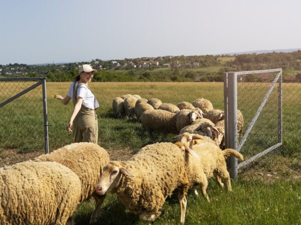 Onde Começa a Segurança do seu Rebanho? 5 Tipos de Cerca para Ovelhas e Caprinos