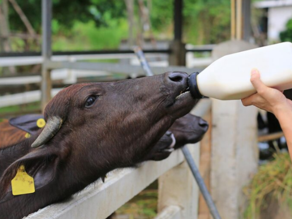 Mamadeira Bezerros e Suplementação: Como Escolher o Volume e o Tipo de Bico de Mamadeira para Bezerro