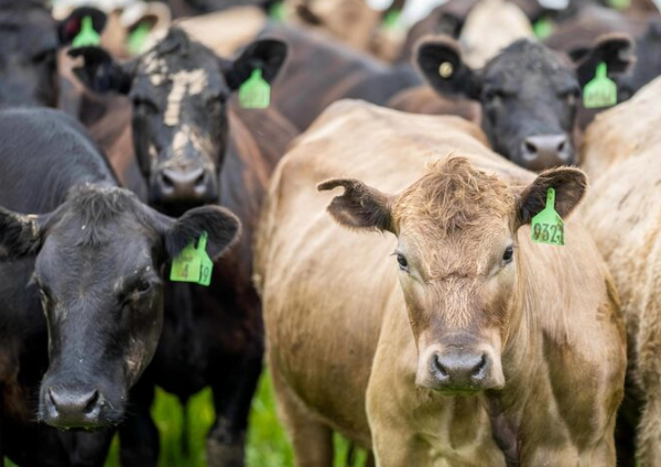 Casqueamento Preventivo ou Corretivo? Como Identificar a Hora Certa de Usar o Casqueador