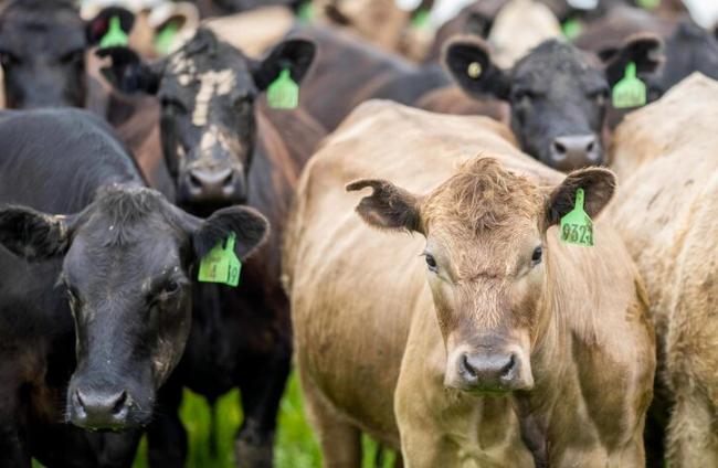 Casqueamento Preventivo ou Corretivo? Como Identificar a Hora Certa de Usar o Casqueador