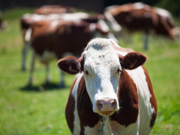 Qual o Tempo Limite? Descubra o Intervalo Crítico para Fornecer o Colostro Bovino