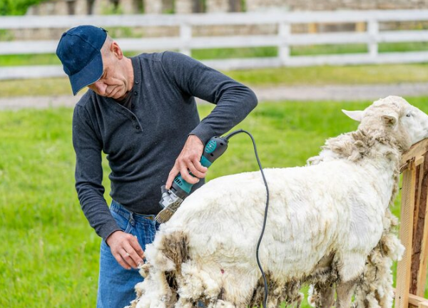 Sua Lã Está Perdendo Valor? Descubra o Segredo da Manutenção Perfeita da Tosquiadeira Para Ovinos