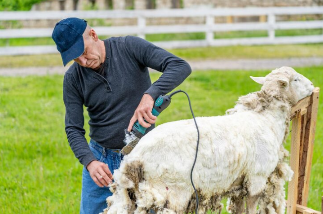 Sua Lã Está Perdendo Valor? Descubra o Segredo da Manutenção Perfeita da Tosquiadeira Para Ovinos