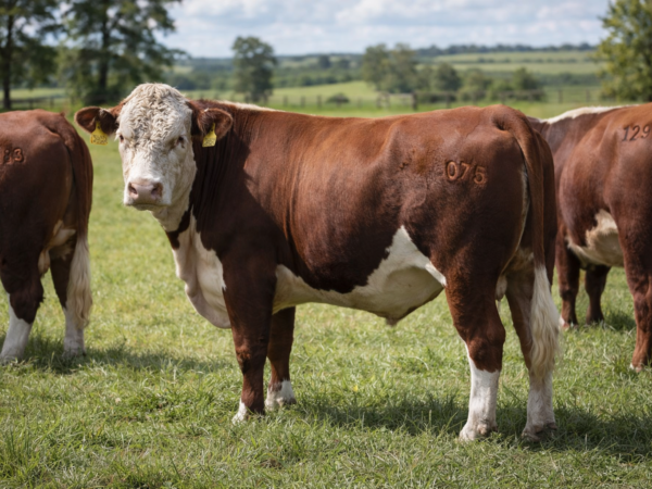 Tatuador Bovino: Você Está Usando o Tamanho Certo de Número? Como a Escolha Incorreta Prejudica a Leitura e o Reconhecimento no Gado.